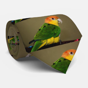 Beautiful White Bellied Caique Parrot Posing Tie