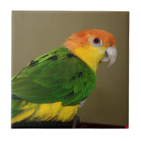 Beautiful White Bellied Caique Parrot Posing