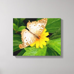 beautiful white butterfly moth yellow flower canvas print
