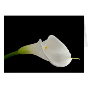Beautiful white calla