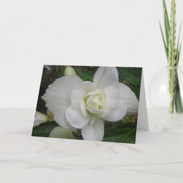 Beautiful White Carnation Greeting Card (Front)