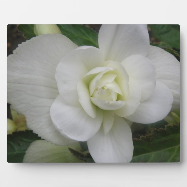 Beautiful White Carnation Plaque (Front)