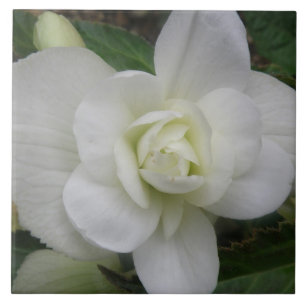Beautiful White Carnation Tile