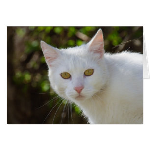 Beautiful White Cat