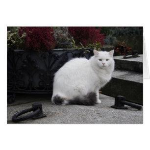 Beautiful White Cat On A Grave