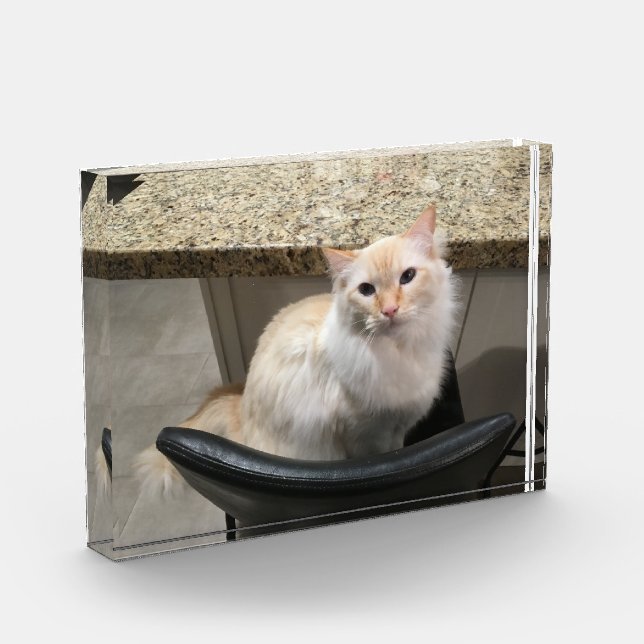 Beautiful White Cat Photo Block (Left)