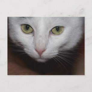 Beautiful White Cat Postcard