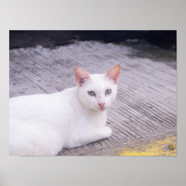 Beautiful White Cat Poster (Front)