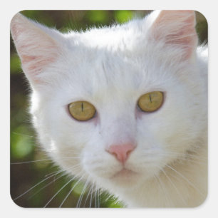 Beautiful White Cat Square Sticker