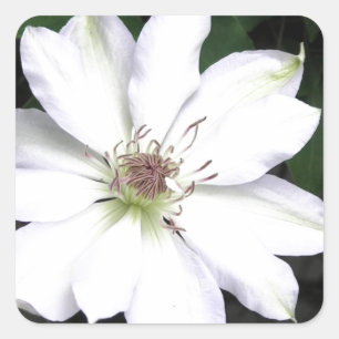 Beautiful White Clematis Flowers Square Sticker