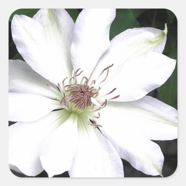 Beautiful White Clematis Flowers Square Sticker (Front)