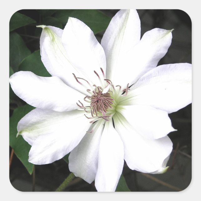 Beautiful White Clematis Flowers Square Sticker (Front)