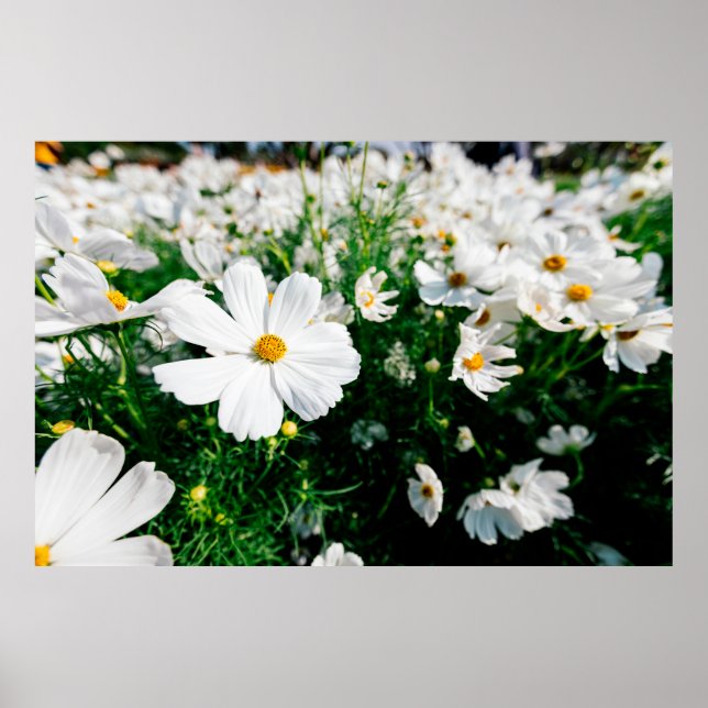 Beautiful white cosmos flowers blooming in gardena poster (Front)