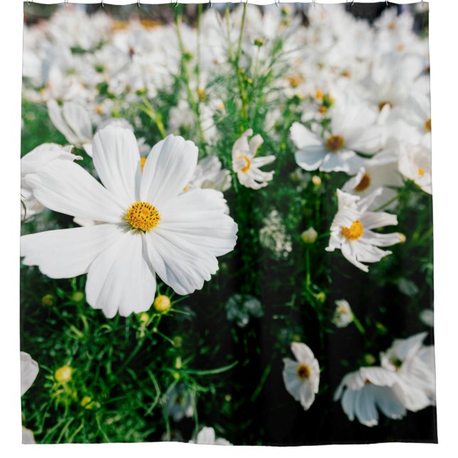 Beautiful white cosmos flowers blooming in gardena shower curtain (Front)