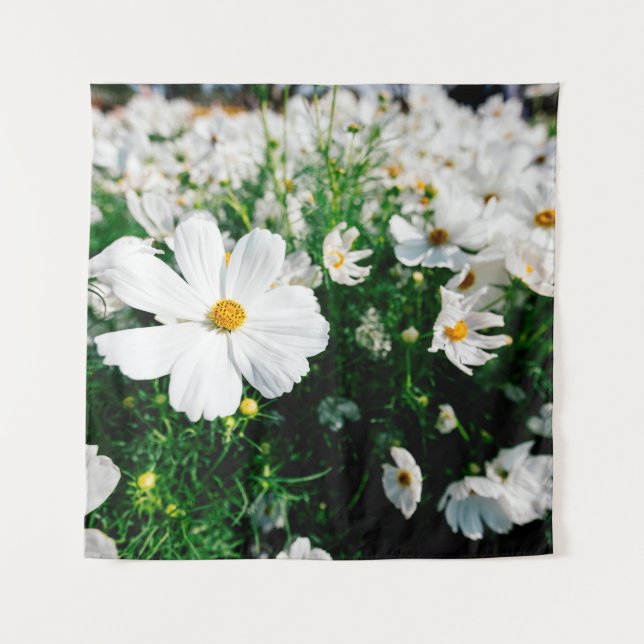 Beautiful white cosmos flowers blooming in gardena tapestry (Front)