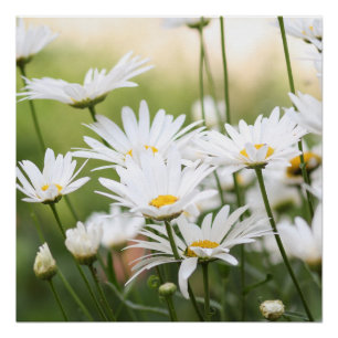 Beautiful White Daisies Flowers in Green Field Poster