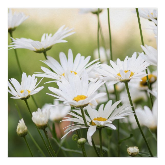Beautiful White Daisies | Flowers in Green Field Poster (Front)