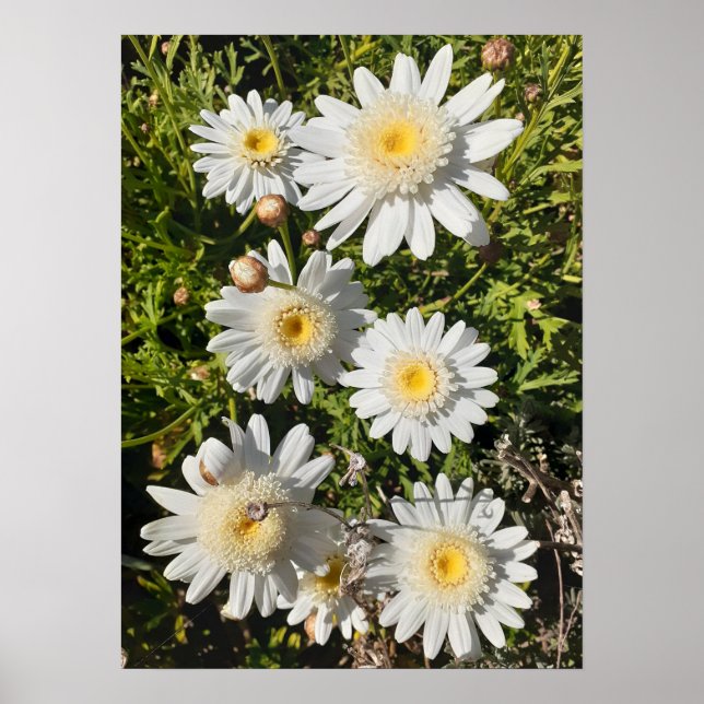 Beautiful White Daisy Flower Garden Poster (Front)