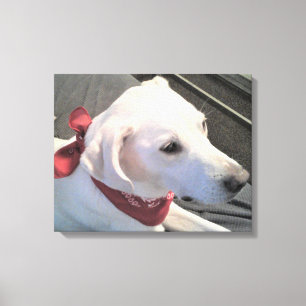 Beautiful White Dog Wearing Red Scarf Canvas Print