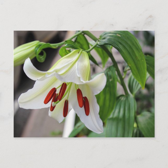 BEAUTIFUL WHITE EASTER LILY POSTCARD (Front)