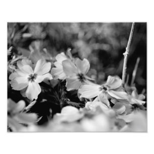 Beautiful White Flowers Black and White Photo Print
