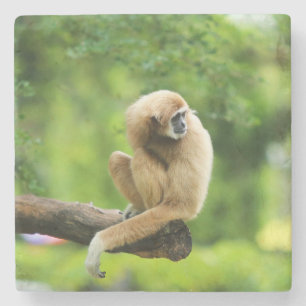 Beautiful White Handed Gibbon on a Tree Stone Coaster