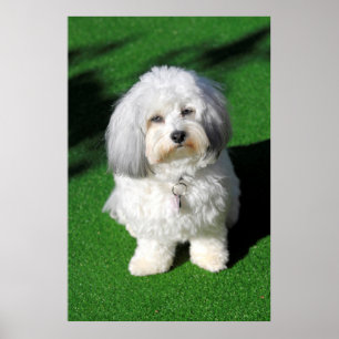 beautiful white Havaneser dog sitting, eye contact Poster