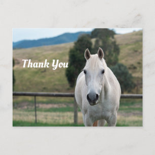 Beautiful White Horse Appaloosa Photo Thank You Postcard