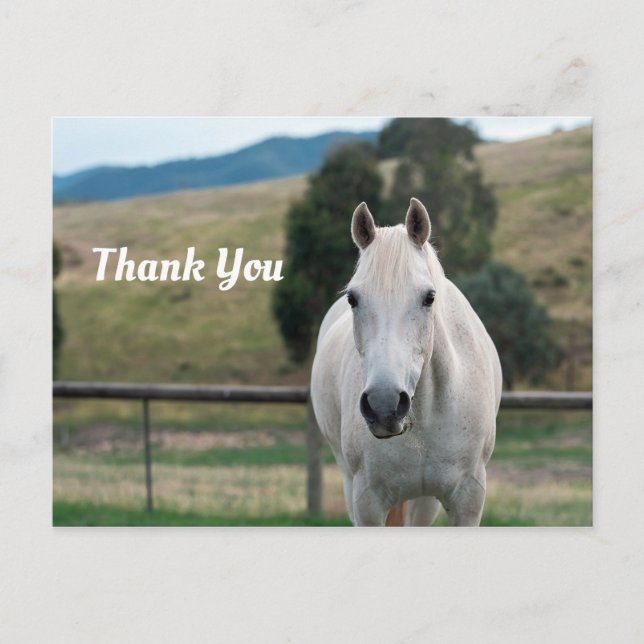 Beautiful White Horse Appaloosa Photo Thank You Postcard (Front)
