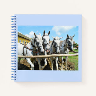 Beautiful white horses notebook