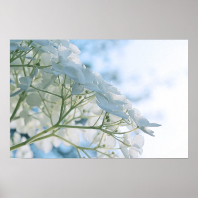 Beautiful White Hydrangea Blooms Highkey Poster (Front)