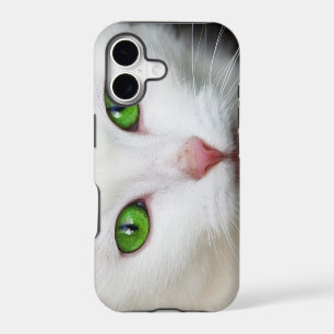 Beautiful white kitty cat kitten animal lover