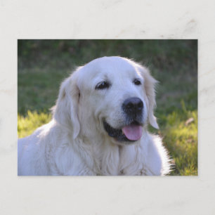 Beautiful White Labrador Dog Postcard
