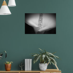 Beautiful white lily black and white photo poster