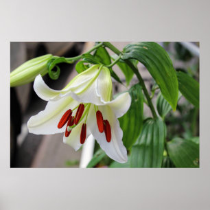 BEAUTIFUL WHITE LILY POSTER