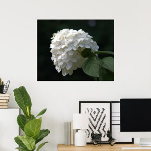 Beautiful White Lime Hydrangea Flower Poster
