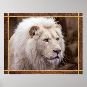 Beautiful White Lion Photo Poster