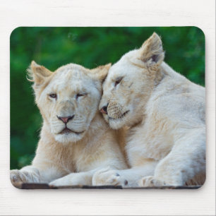 Beautiful White Lions Cuddling Mouse Mat