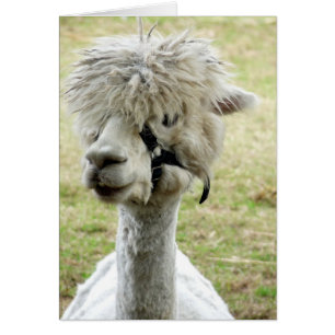 Beautiful White Llama