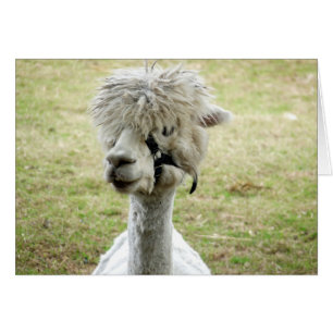 Beautiful White Llama