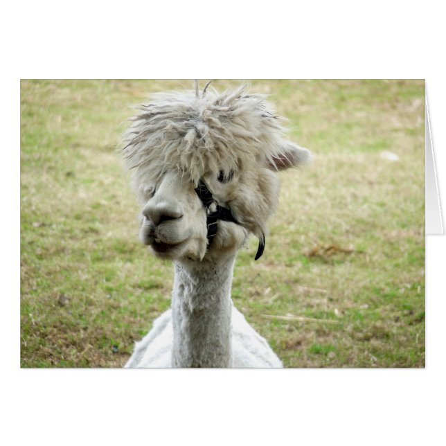 Beautiful White Llama (Front Horizontal)