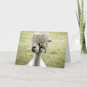 Beautiful White Llama Card