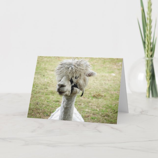 Beautiful White Llama Card (Front)