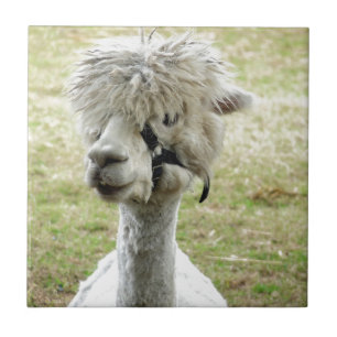 Beautiful White Llama Tile