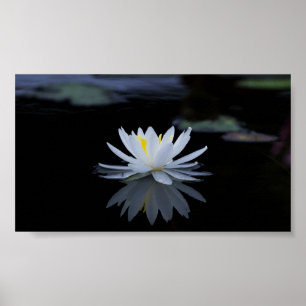 Beautiful White Lotus,Lake,Zen Poster
