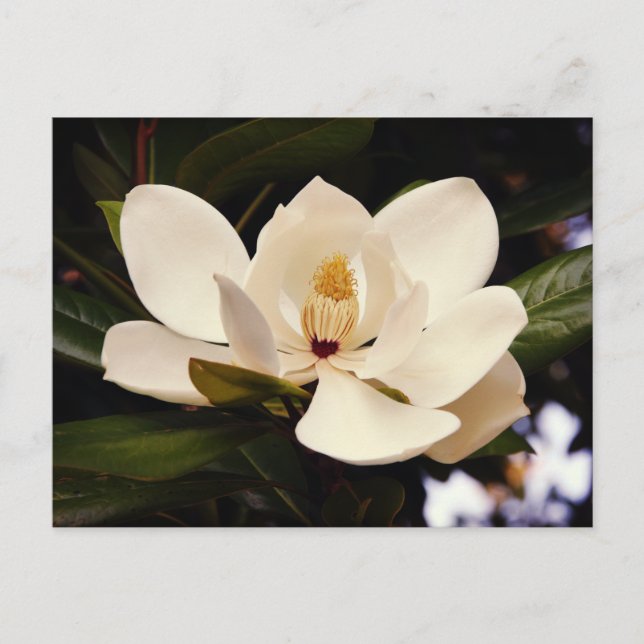 Beautiful White Magnolia Tree Blossom Close-Up Postcard (Front)