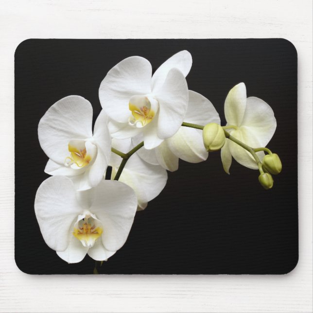 Beautiful White Orchid with Black Background Mouse Mat (Front)