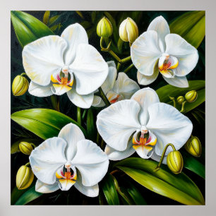 beautiful White Orchids Poster
