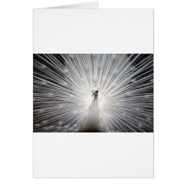 Beautiful white peacock (Front)