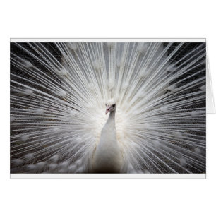 Beautiful white peacock